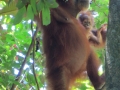 An orangutan mother and her baby