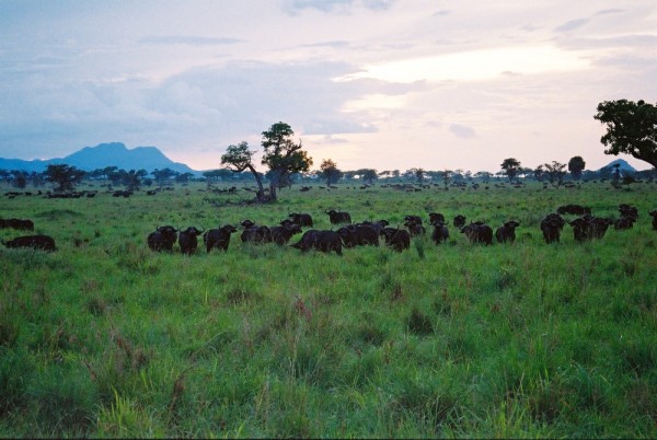 Cape Buffalo, Kidepo, Uganda